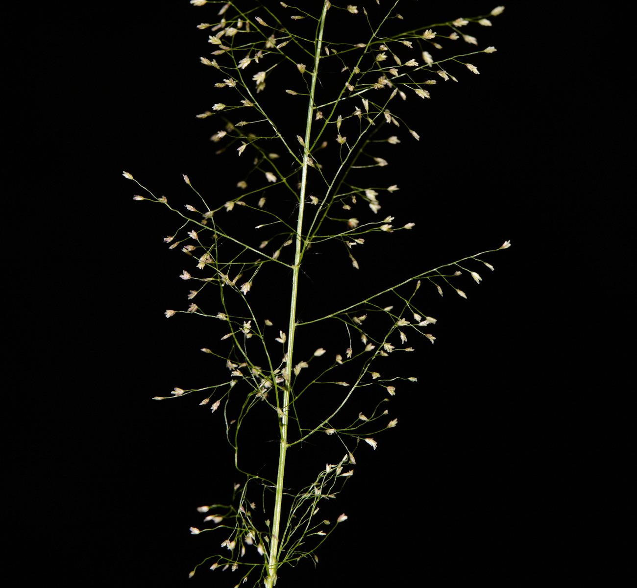 Изображение особи Eragrostis tenella.
