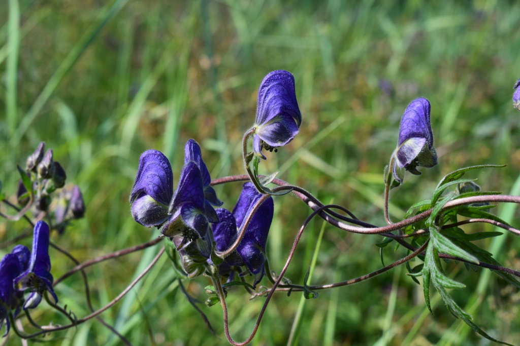 Изображение особи Aconitum volubile.