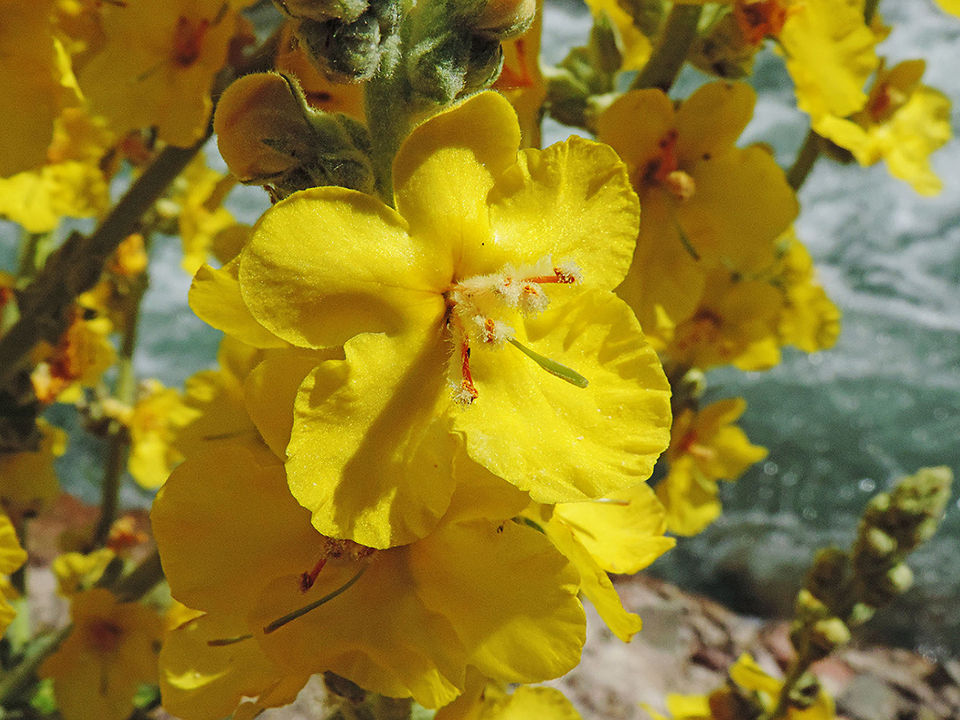 Изображение особи Verbascum songaricum.