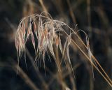 Anisantha tectorum