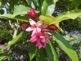 Plumeria rubra