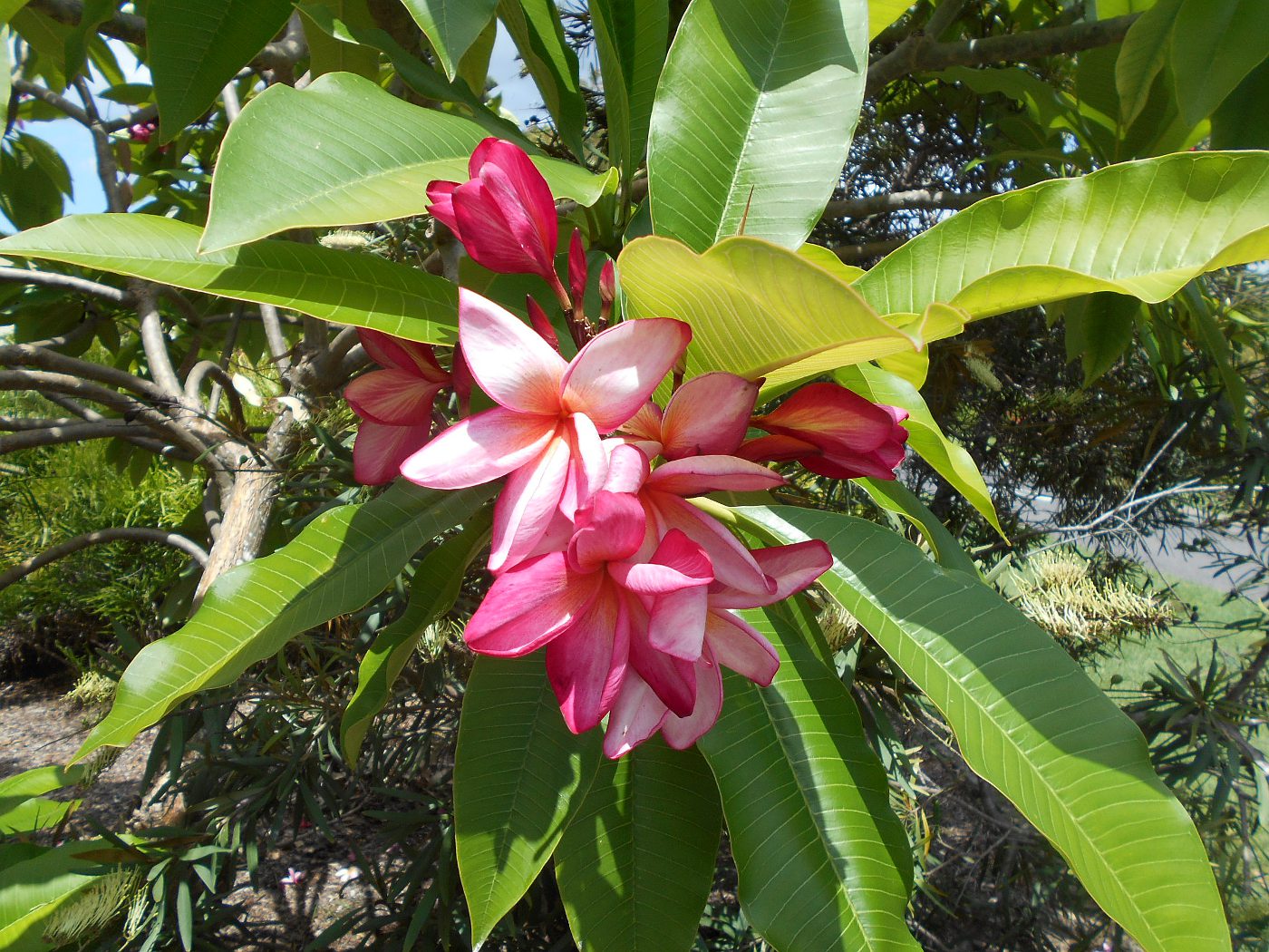 Изображение особи Plumeria rubra.