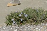 Cichorium spinosum. Цветущие растения. Греция, о-в Крит, ном Ханья (Νομός Χανίων), дим Платаньяс (Δήμος Πλατανιά), горный массив Лефка Ори (Λευκά Όρη), урочище Ксилоскало (Ξυλόσκαλο), ≈ 1200 м н.у.м., обочина автомобильной дороги. 28 июня 2017 г.