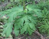 Heracleum mantegazzianum