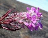 Pedicularis alopecuroides