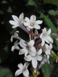 Syringa villosa