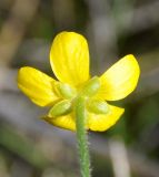 Ranunculus bullatus ssp. cytheraeus