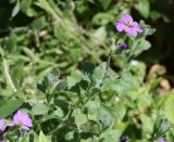 Aubrieta &times; cultorum