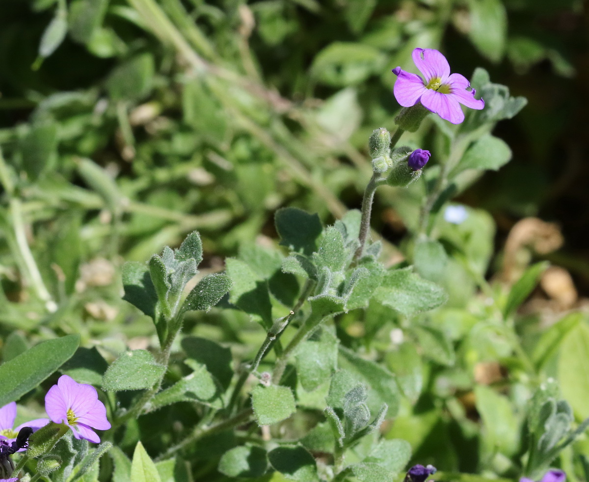 Изображение особи Aubrieta &times; cultorum.