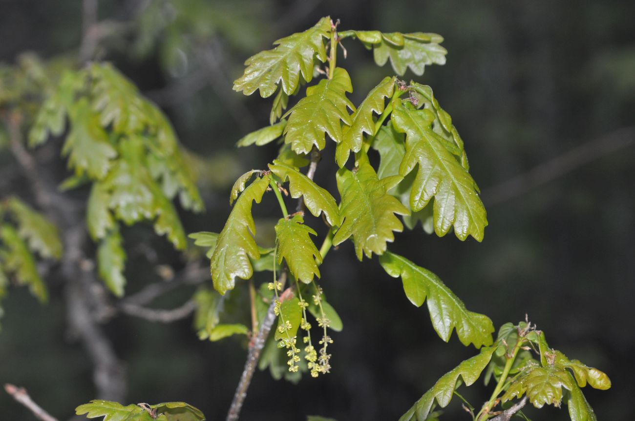 Изображение особи Quercus robur.