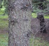 Picea schrenkiana