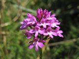 Anacamptis pyramidalis. Соцветие. Нидерланды, провинция Северная Голландия, Wijk aan Zee, заказник \"Noordhollands duinreservaat\", зарастающая приморская дюна. 5 июля 2008 г.