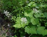 Tiarella cordifolia. Цветущие растения. Тверская обл., г. Тверь, Заволжский р-н, ботанический сад ТвГУ, в культуре. 1 июня 2019 г.