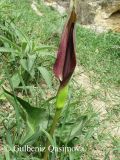 Arum rupicola