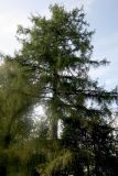 Larix sibirica. Крона старого дерева. Московская обл., пгт Большие Вязёмы, усадьба Вязёмы, парковый участок у заднего фасада дворца, в культуре. 24.09.2020.