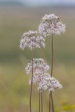 Allium decipiens. Соцветия с цветками и завязями. Ростовская обл., Белокалитвинский р-н, Грушево-Дубовское сельское поселение, окр. хут. Грушевка, правый коренной берег р. Кундрючья, каменистый склон. 05.06.2021.