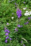 Campanula rapunculoides