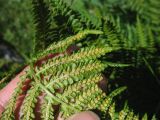 Dryopteris oreades