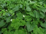 Anemone baicalensis подвид occidentali-sajanensis