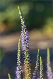 Veronica longifolia. Верхушка соцветия с цветками и бутонами. Ленинградская обл., Выборгский р-н, Финский залив, о-в Лисий, песчано-галечный пляж. 03.07.2021.