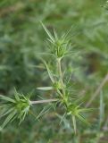 Eryngium campestre. Верхушка растения с развивающимися соцветиями. Ингушетия, Джейрахский р-н, окр. селения Пхамат, дол. р. Армхи, галечный берег. 23 июня 2022 г.