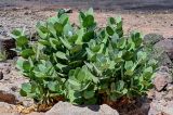 Calotropis procera