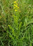 Solidago virgaurea. Верхняя часть цветущего растения. Московская обл., ГО Подольск, мкр-н Климовск, луг. 01.08.2023.