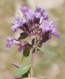 Thymus incertus