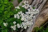 Achillea подвид macrocephala