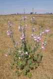 Alcea rosea