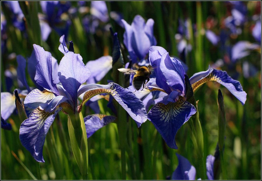 Image of Iris sanguinea specimen.