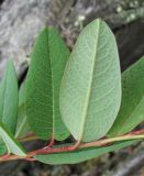 Salix myrtilloides. Листья. Окр. Архангельска, окраина заболоченного леса. 15.06.2011.