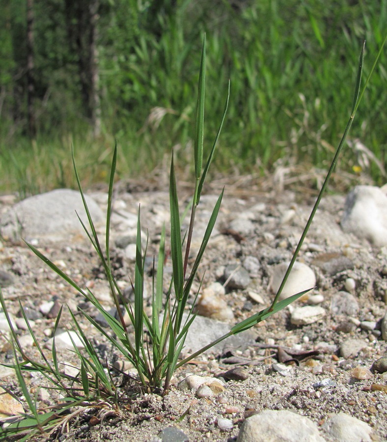 Изображение особи Agrostis stolonifera.