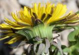 род Taraxacum