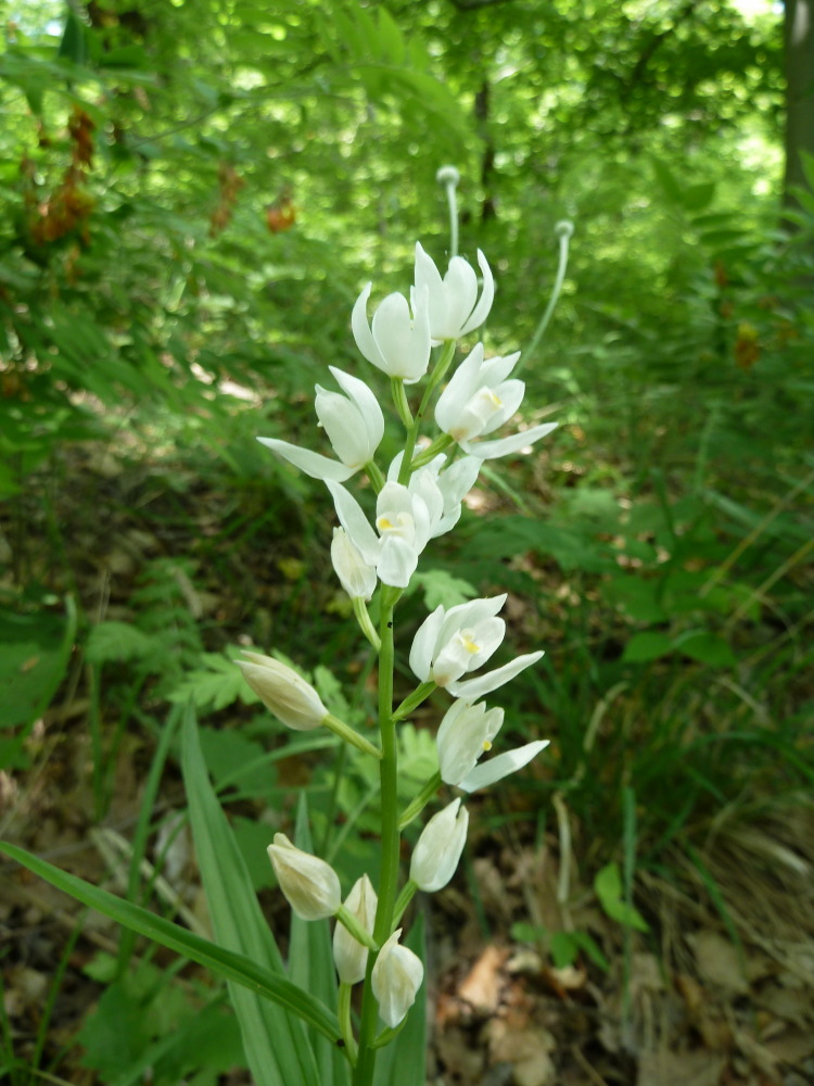 Изображение особи Cephalanthera longifolia.