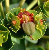 Euphorbia marschalliana