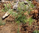 Picnomon acarna. Вегетирующее растение. Туркменистан, хр. Кугитанг. Июнь 2012 г.