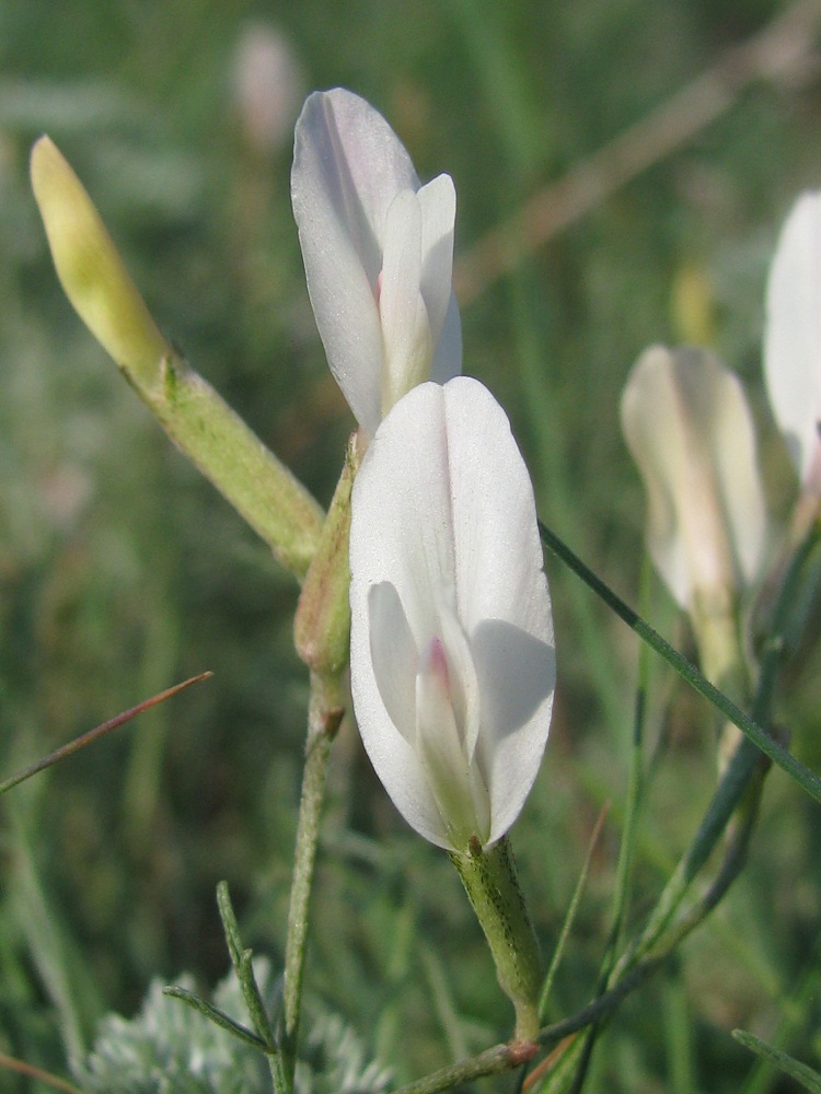 Изображение особи Astragalus ucrainicus.