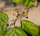 Hamamelis virginiana