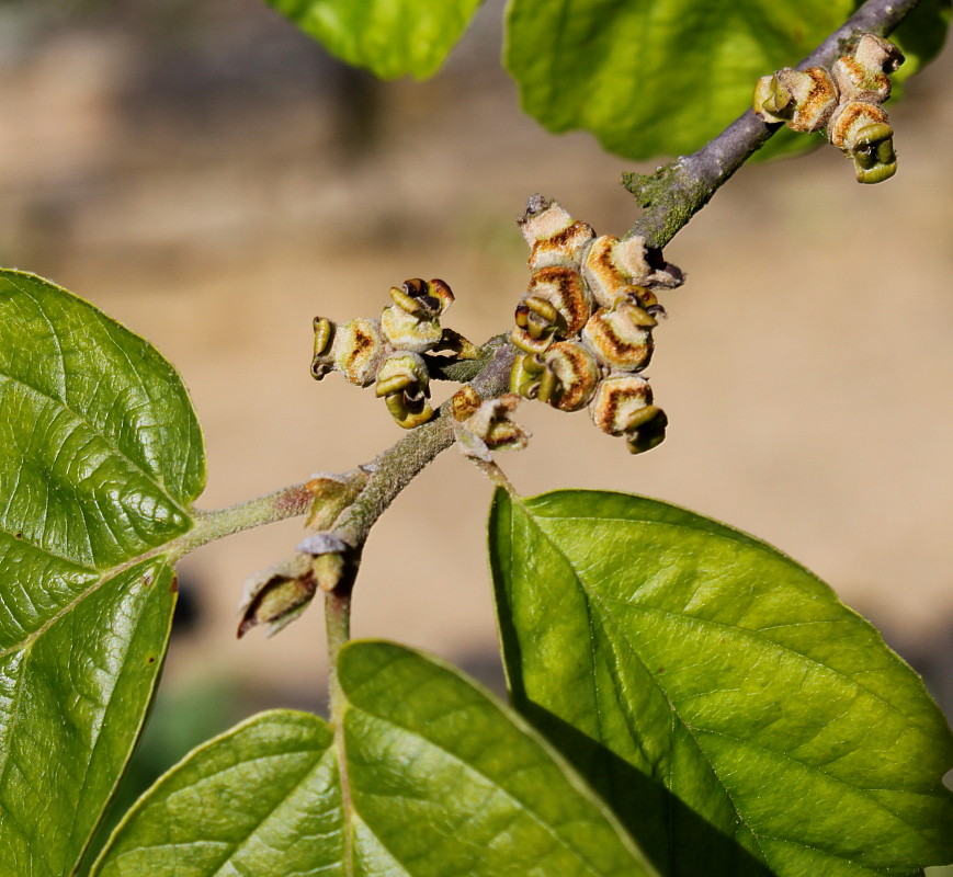 Изображение особи Hamamelis virginiana.