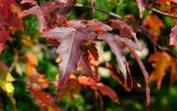 Acer ginnala