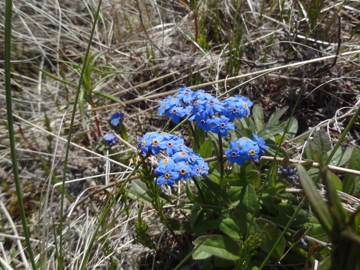 Изображение особи Myosotis asiatica.