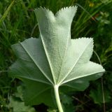 Alchemilla pycnoloba