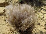 Erodium crassifolium