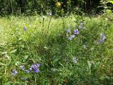 Campanula rotundifolia