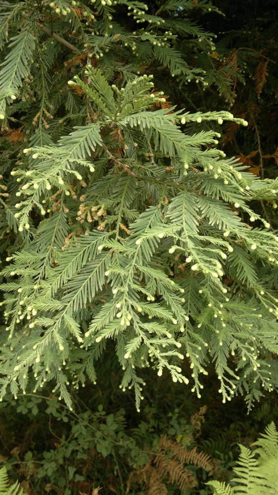 Image of Sequoia sempervirens specimen.