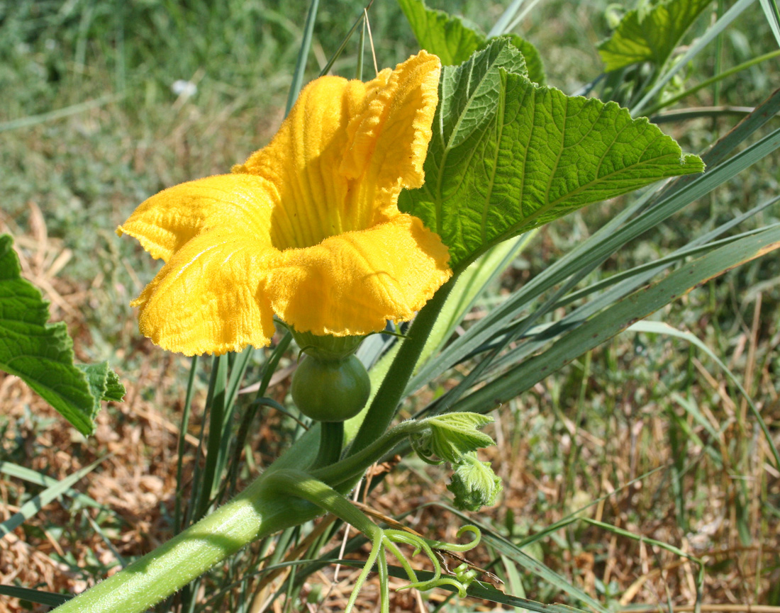 Изображение особи Cucurbita maxima.