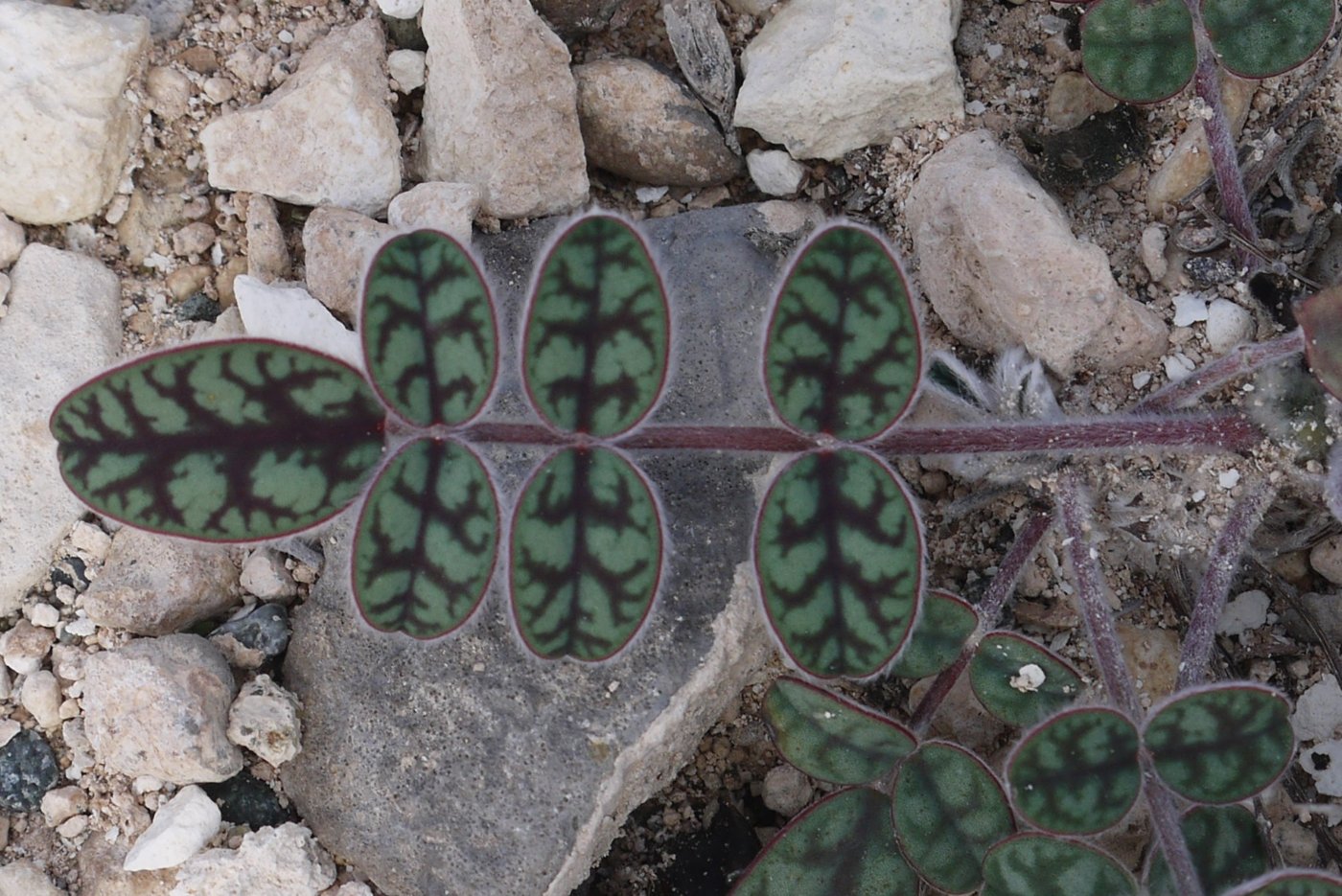 Image of Onobrychis venosa specimen.