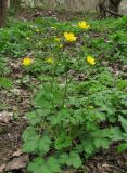 Ranunculus constantinopolitanus