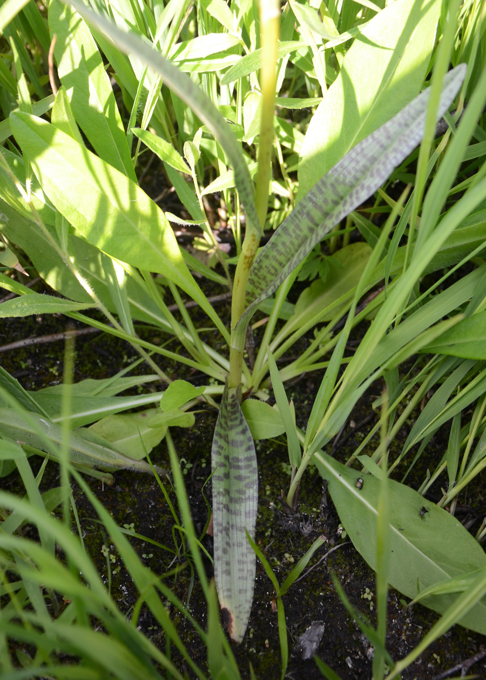 Изображение особи Dactylorhiza fuchsii.